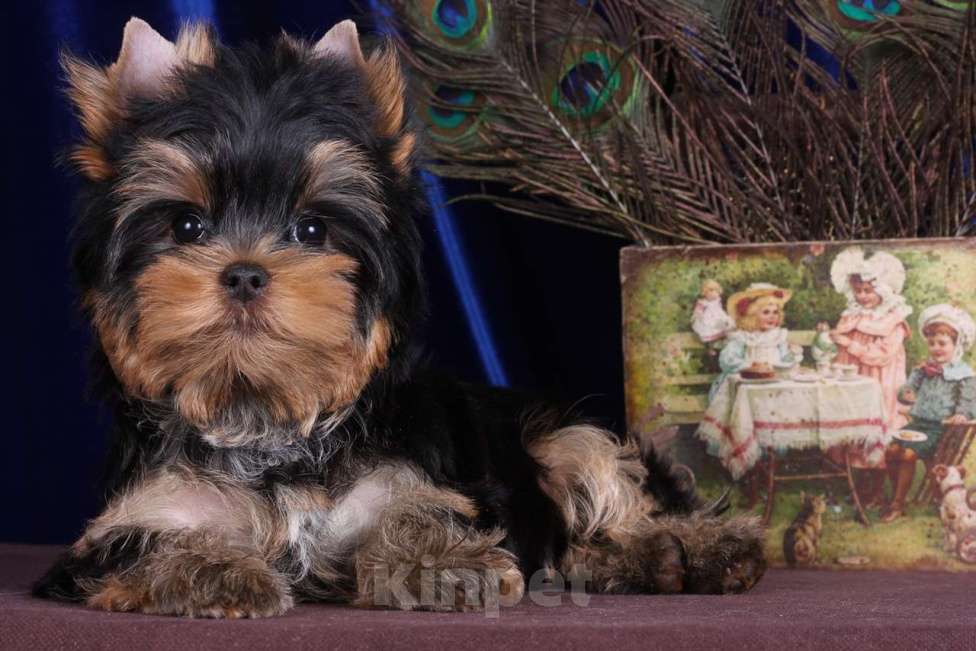 Собаки в Москве: Йоркширский ангелочек по кличке -Принц Лучик Сказочной Долины Мальчик, 60 000 руб. - фото 3