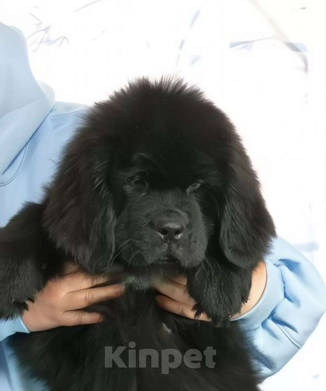 Собаки в Москве: Щенок ньюфаундленд продажа Девочка, 100 000 руб. - фото 1