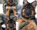 Собаки в Челябинске: Щенки немецкой овчарки Разнополые, 60 000 руб. - фото 1
