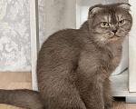 Кошки в Люберцах: Шотландские котята Девочка, Бесплатно - фото 4