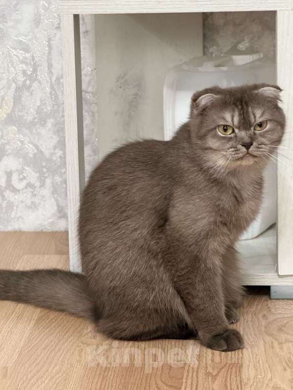 Кошки в Люберцах: Шотландские котята Девочка, Бесплатно - фото 4
