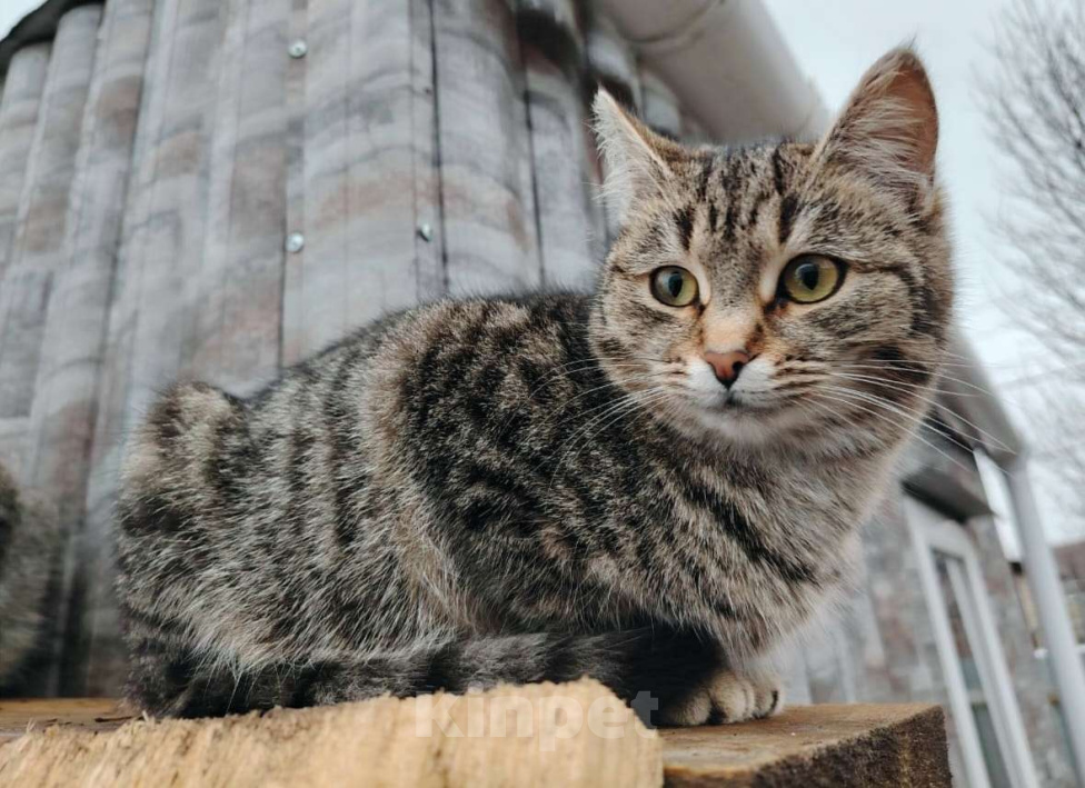 Кошки в других городах Башкортостана: Обаятельная девчушка Девочка, 500 руб. - фото 5