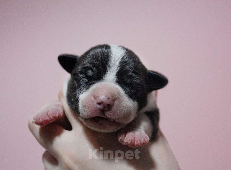 Собаки в Москве: Шикарные малыши амстаффа  Мальчик, 80 000 руб. - фото 8