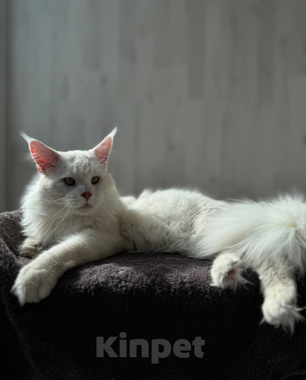 Кошки в Санкт-Петербурге: Мейн-кун котёнок Девочка, 35 000 руб. - фото 2