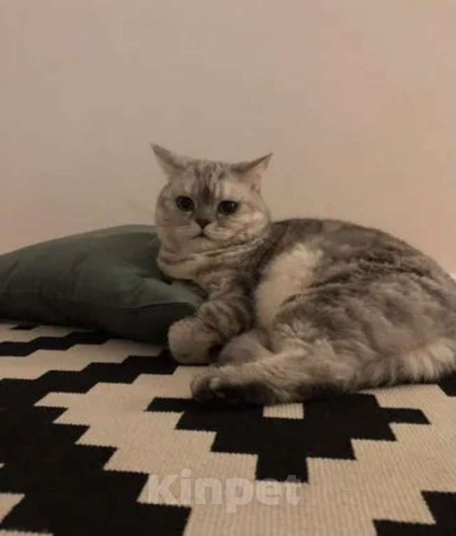 Кошки в Нижнем Новгороде: Породистый кот в добрые руки Мальчик, 1 руб. - фото 4