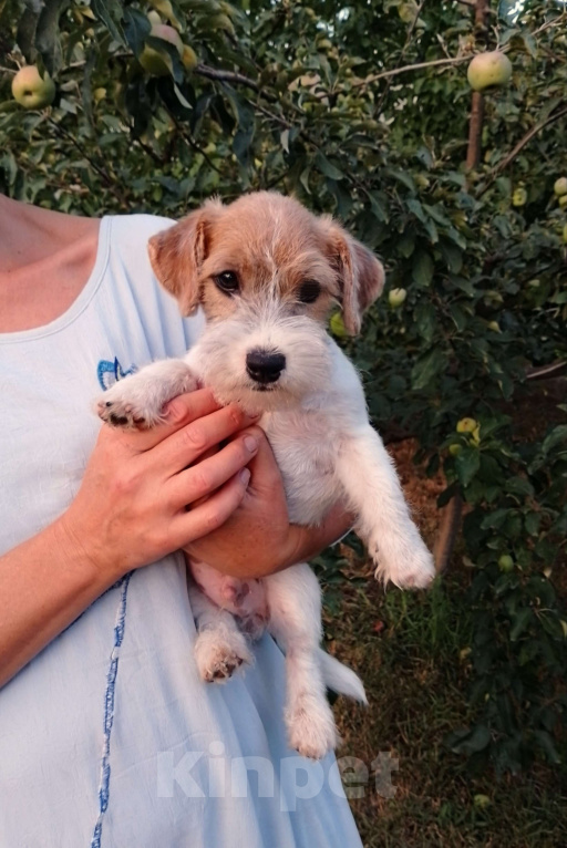 Собаки в Москве: Высокопородный щенок Джек Рассел терьера  Мальчик, Бесплатно - фото 5