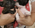 Собаки в Щелково: Щенки французского бульдога Девочка, 25 000 руб. - фото 7