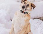 Собаки в Москве: Нежный Плюш в добрый руки Мальчик, Бесплатно - фото 2