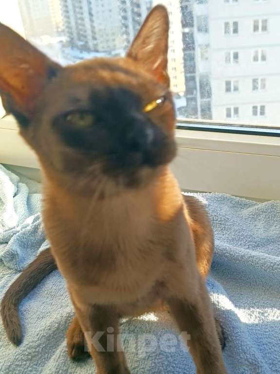 Кошки в Ростове-на-Дону: Европейская бурма  Мальчик, 65 000 руб. - фото 4