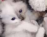 Кошки в Туле: Котенок в добрые ручки, бесплатно Девочка, Бесплатно - фото 1