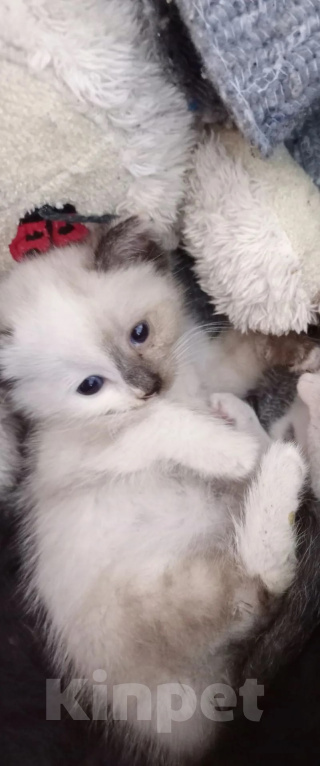 Кошки в Туле: Котенок в добрые ручки, бесплатно Девочка, Бесплатно - фото 1