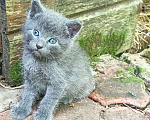 Кошки в Санкт-Петербурге: Малюсенькие красивые котята с голубыми глазками Мальчик, Бесплатно - фото 3