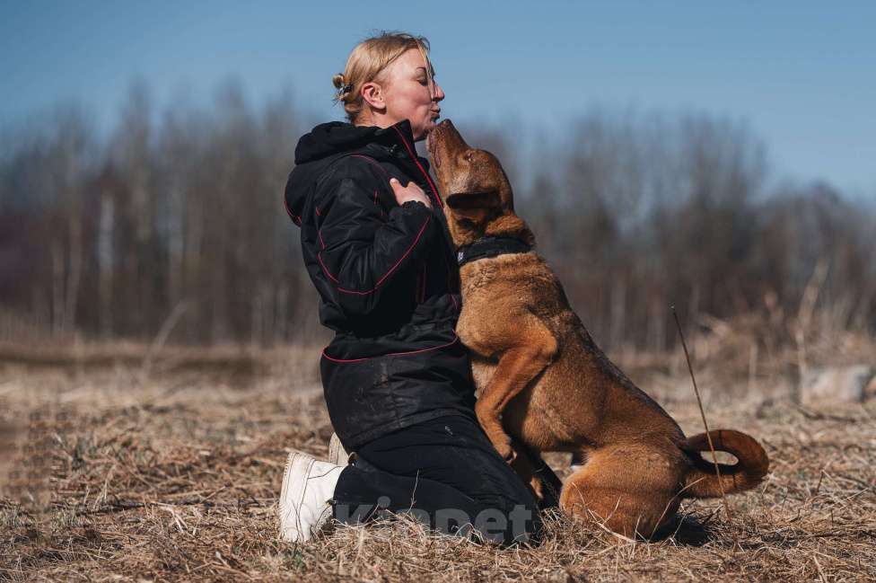 Собаки в Москве: Шоколадный мальчик в добрые руки! Мальчик, Бесплатно - фото 9