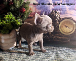 Собаки в Санкт-Петербурге: Девочки чихуахуа из питомника Мари Мистик Девочка, 50 000 руб. - фото 9