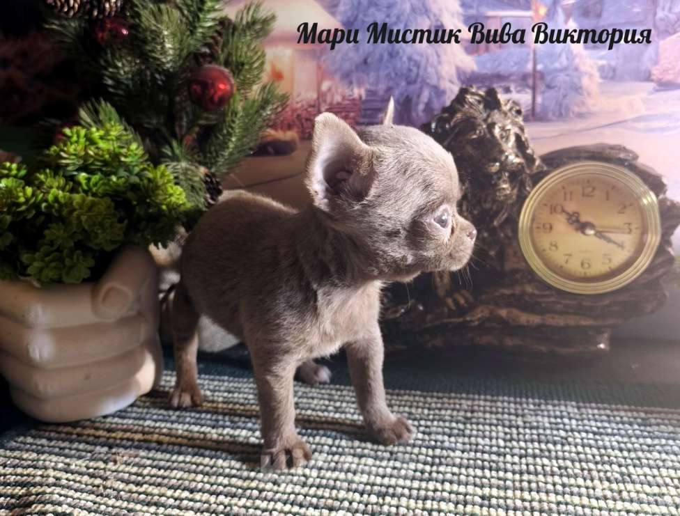 Собаки в Санкт-Петербурге: Девочки чихуахуа из питомника Мари Мистик Девочка, 50 000 руб. - фото 9