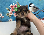Собаки в Москве: Йорк с зелёно голубыми глазами мальчик стандарт Девочка, 60 000 руб. - фото 9