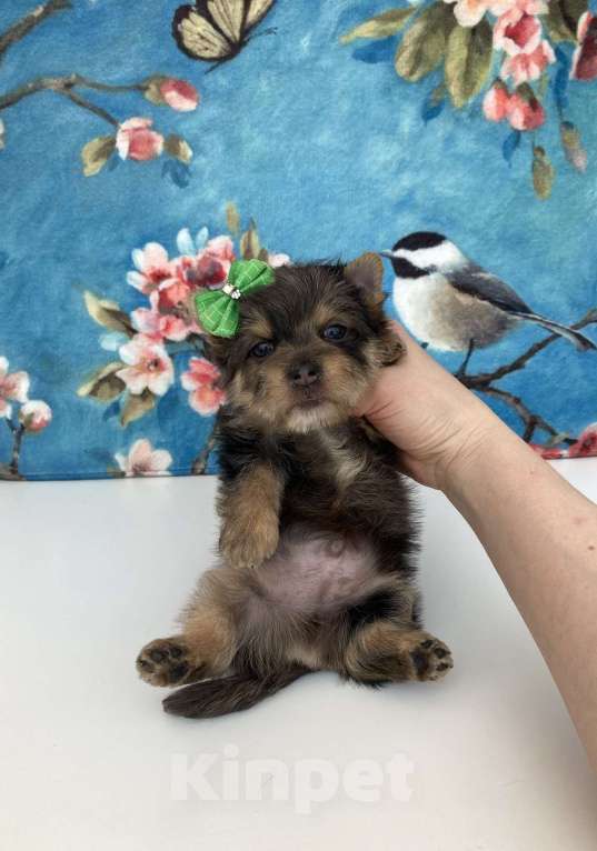 Собаки в Москве: Йорк с зелёно голубыми глазами мальчик стандарт Девочка, 60 000 руб. - фото 9