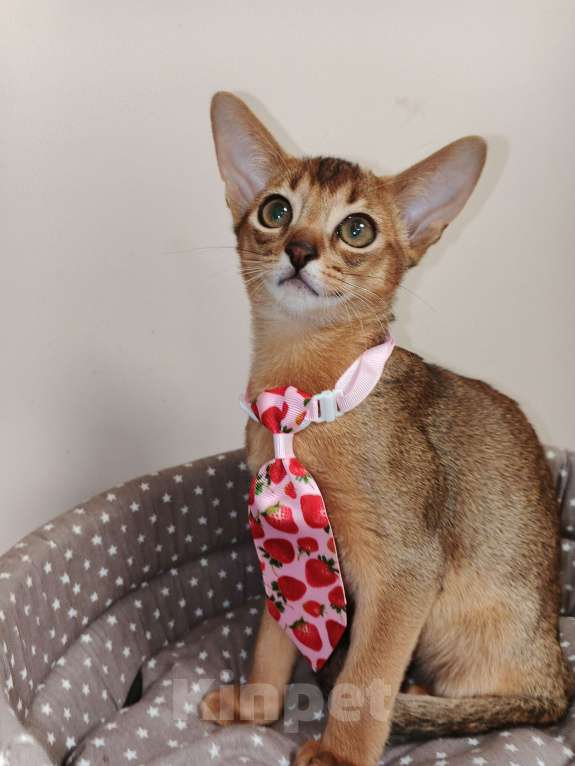 Кошки в Москве: Абиссинский котик красавчик из питомника Мальчик, 70 000 руб. - фото 5