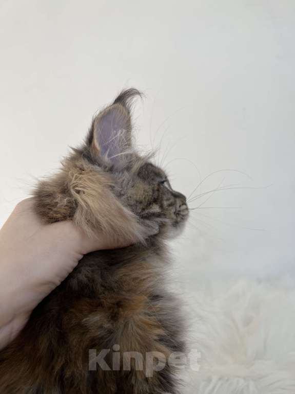 Кошки в Краснодаре: Мейн-кун девочка в разведение Девочка, 130 000 руб. - фото 2