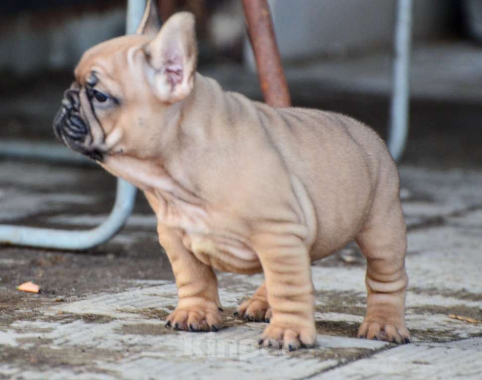 Собаки в Старом Купавне: Очаровательный Пуф Мальчик, 70 000 руб. - фото 5