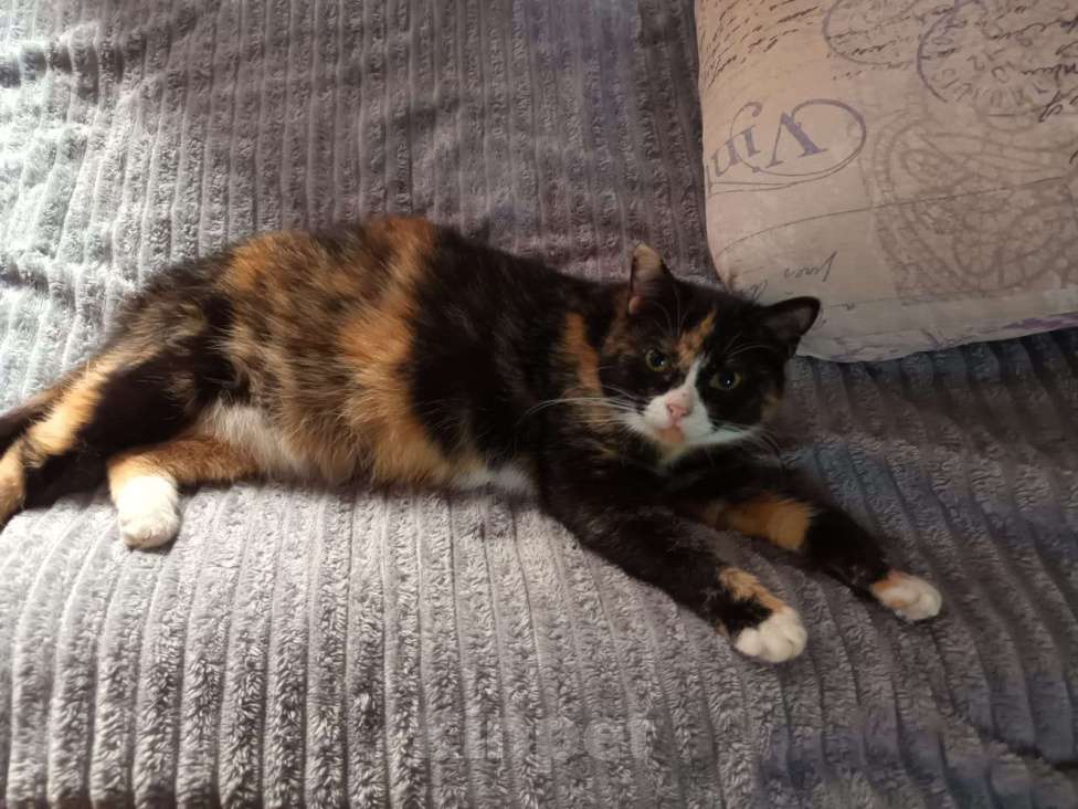 Кошки в Москве: Моночка ищет семью Девочка, Бесплатно - фото 2