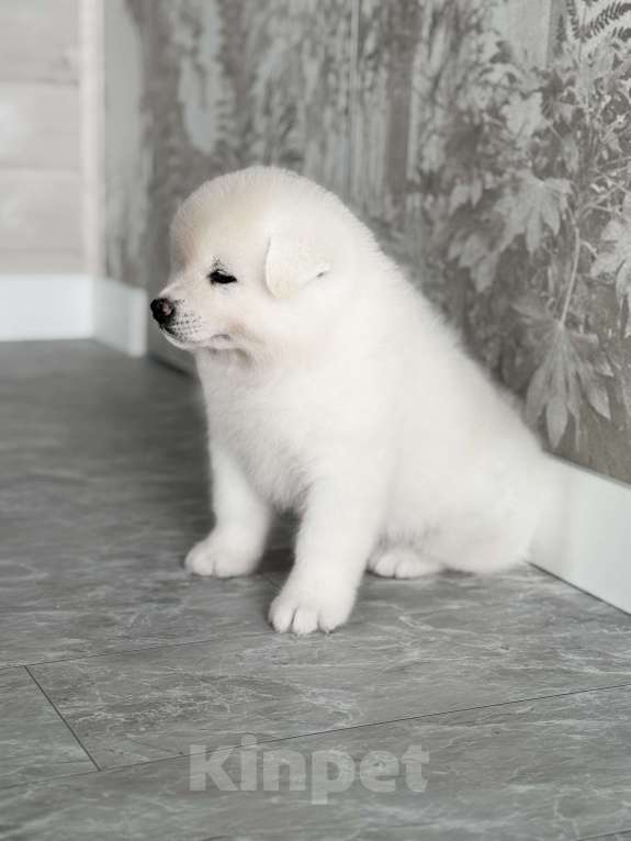 Собаки в Новосибирске: Щенок акиты- белый мишка Мальчик, 80 000 руб. - фото 2