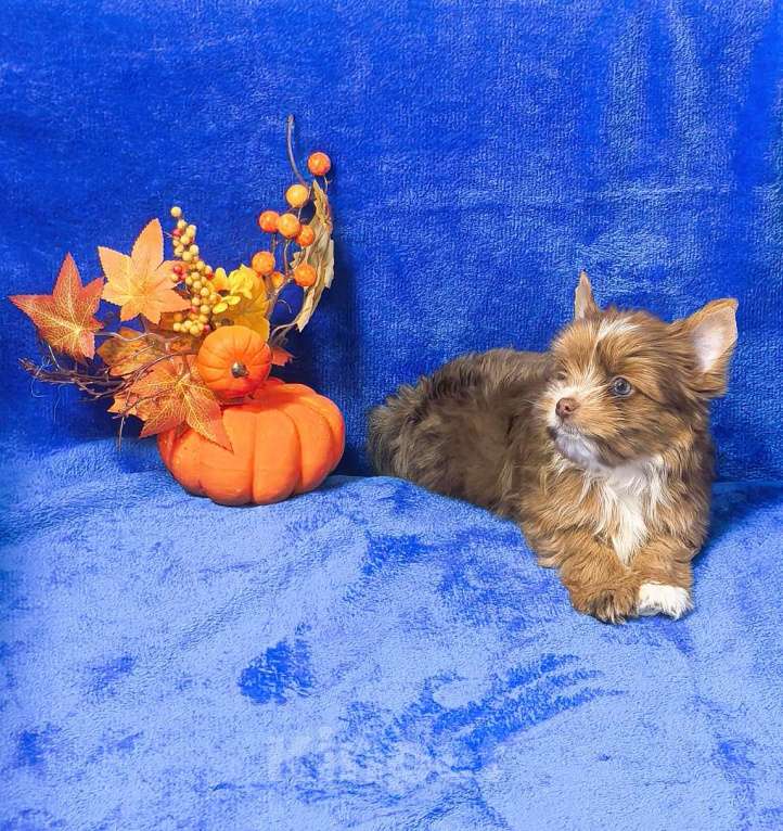 Собаки в Иркутске: Йоркширский терьер Red merle Blue Diamond  Мальчик, 70 000 руб. - фото 1