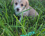 Собаки в Санкт-Петербурге: Вельш корги пемброк Мальчик, 50 000 руб. - фото 1
