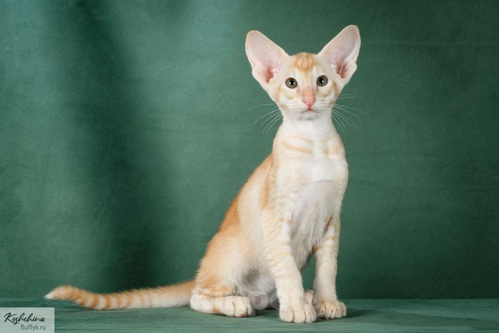 Кошки в Москве: Ориентальный котенок Мальчик, 65 000 руб. - фото 3