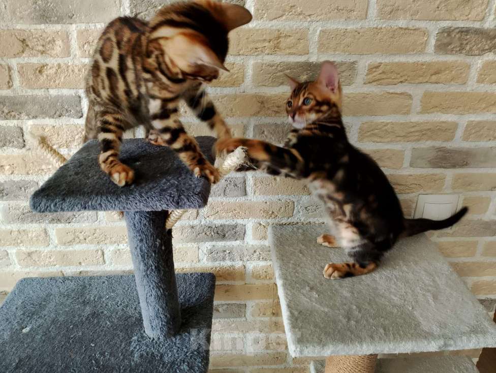 Кошки в Москве: Бенгальские котята Мальчик, 15 000 руб. - фото 5