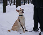 Собаки в Москве: Щенок в добрые руки. Щенок ищет дом. Девочка, Бесплатно - фото 8