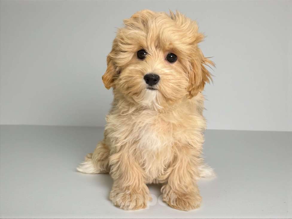 Собаки в Москве: Девочка Мальтипу F1  Девочка, 150 000 руб. - фото 3