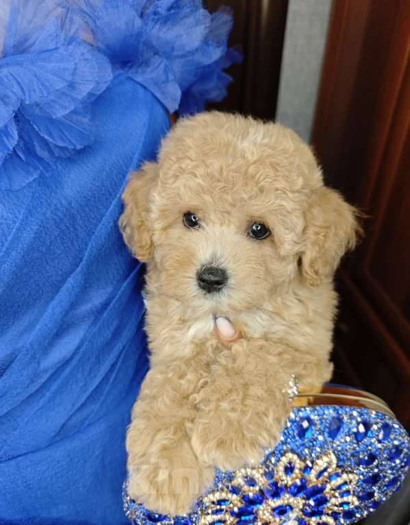 Собаки в Москве: Мальтипу мини карамель мальчик  Мальчик, 120 000 руб. - фото 2