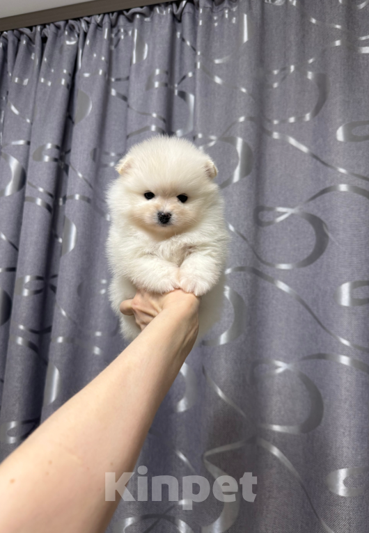 Собаки в Москве: Девочка Девочка, 30 000 руб. - фото 1