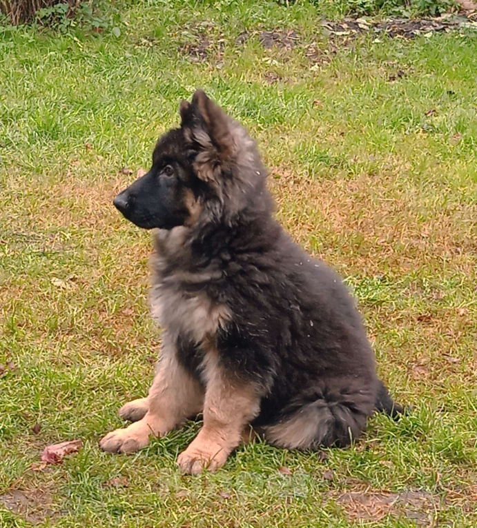 Собаки в Санкт-Петербурге: Щенок длинношерстной немецкой овчарки Мальчик, 60 000 руб. - фото 6