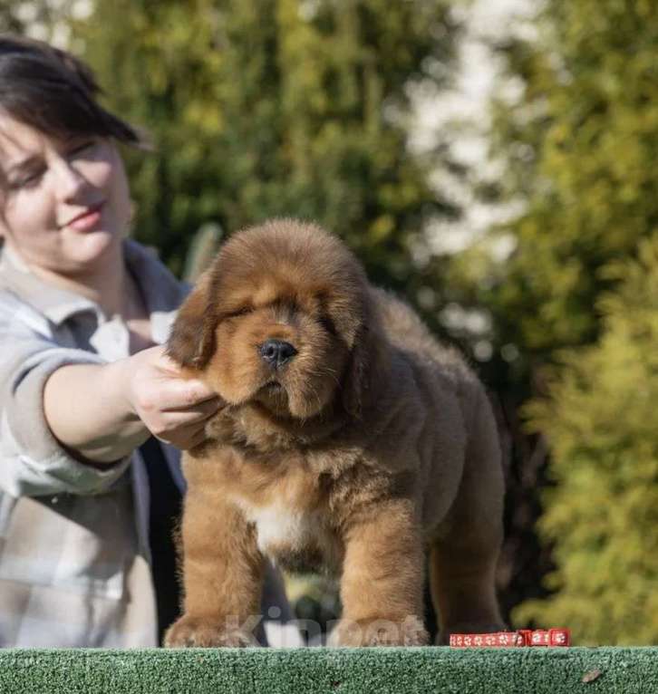 Собаки в Москве: Шикарный мальчик в экстремальном типе Мальчик, 350 000 руб. - фото 2