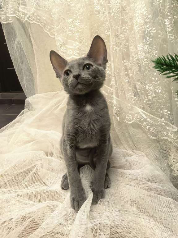 Кошки в других городах Тульской области: Маленькая принцесса Алиса Девочка, 50 000 руб. - фото 3