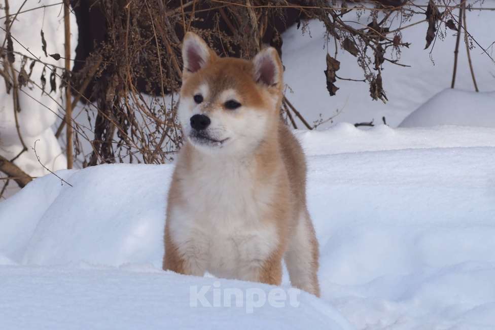 Собаки в Москве: Сиба ину щенок Мальчик, 70 000 руб. - фото 2