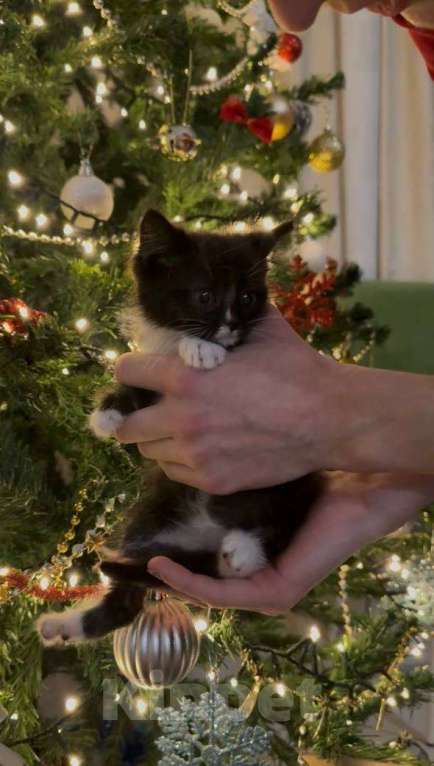 Кошки в Москве: котята ищут дом Девочка, Бесплатно - фото 2