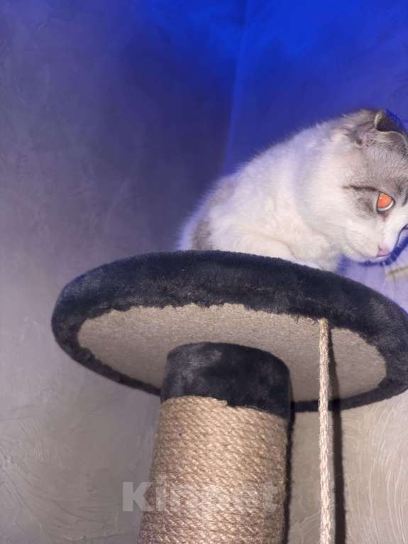 Кошки в Барнауле: В добрые руки  Девочка, Бесплатно - фото 2