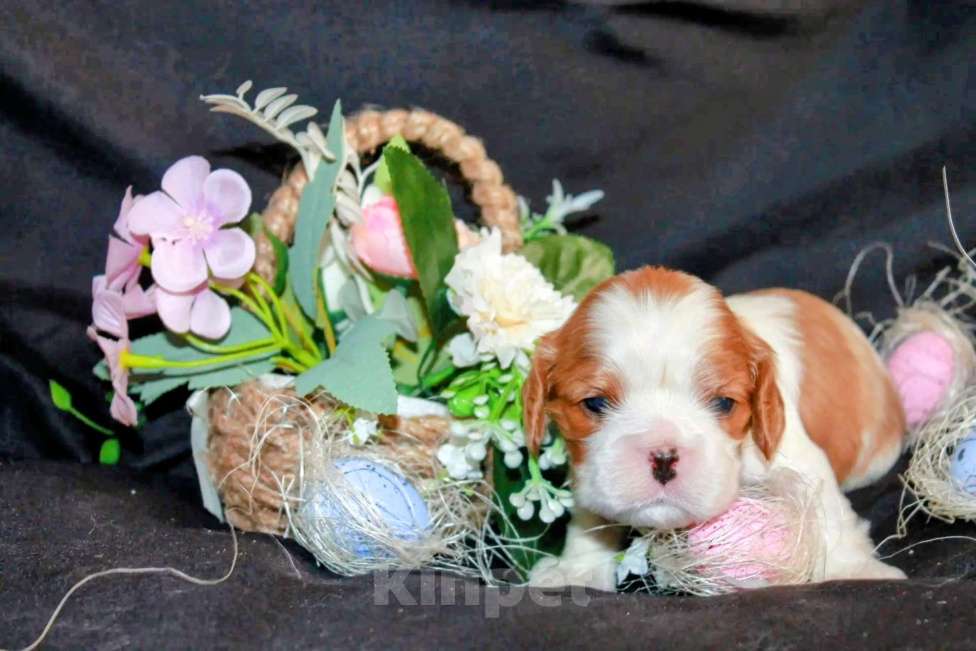 Собаки в других городах Московской области: Щенки девочки кавалер кинг чарльз спаниель Девочка, 130 руб. - фото 9