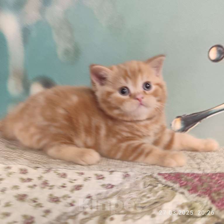 Кошки в Москве: Рыжий  красный мальчик страйт Мальчик, 40 000 руб. - фото 3