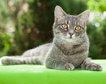 Кошки в Москве: Кошка Изабелла, молодая красавица в добрые руки Девочка, 1 руб. - фото 4