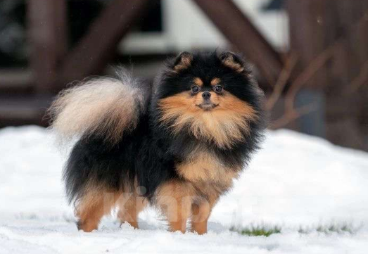 Собаки в Санкт-Петербурге: Потерялся черный шпиц! Крестовский остров СПб  Мальчик, 20 000 руб. - фото 3