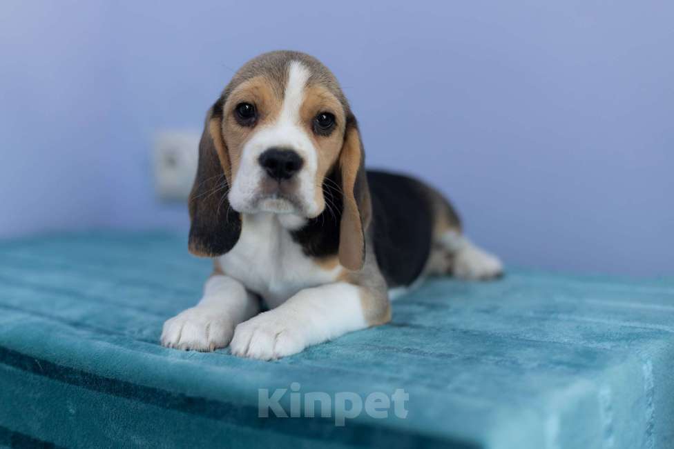 Собаки в Москве: Легенда Арбата Манхэттен Шот Мальчик, 60 000 руб. - фото 2