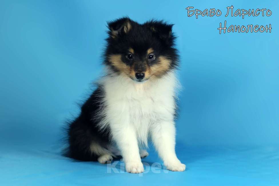 Собаки в Рязани: Щенки маленькой колли.Питомник шелти и мас Браво Ларисто Мальчик, 70 000 руб. - фото 1