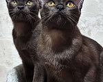 Кошки в Энгельс: Котята европейской бурмы Девочка, 30 000 руб. - фото 9