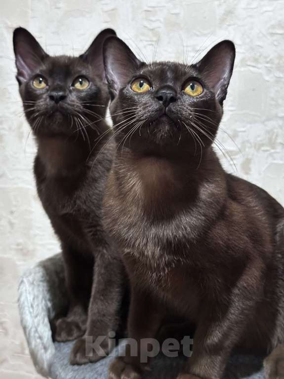 Кошки в Энгельс: Котята европейской бурмы Девочка, 30 000 руб. - фото 9