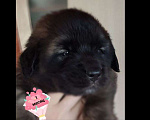 Собаки в Москве: восхитительные щенки леонбергера, дата рожд. 7 окт Мальчик, Бесплатно - фото 8