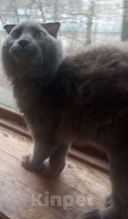 Кошки в Москве: Нибелунг вислоушка Девочка, Бесплатно - фото 3